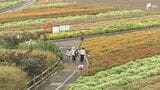 「すごくすてき」8万株の色とりどりの花々、富士山の麓に咲き誇る「虹の花まつり」開催=山梨・富士本栖湖リゾート | 静岡のニュース | SBSNEWS | 静岡放送