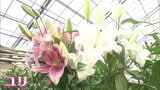 気品あふれる「オリエンタルユリ」花が咲いたら“花粉”に注意!【市場で旬みっけ!最終回】 | 福島のニュース│TUF