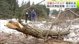 国の天然記念物にも『雪害』 推定樹齢1100年「法量のイチョウ」の枝が折れる 木に「腐食」や「病気」は確認されず 青森県十和田市 | 青森のニュース│ATV NEWS│青森テレビ