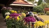 “市民の花”菊花120鉢を国の登録有形文化財「更上閣」で展示 青森県|TBS NEWS DIG