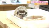 河北町児童動物園 ニューフェイスのハリネズミの愛称が決定! 10の候補の中から選ばれたのは?(山形) | 山形のニュース│TUYテレビユー山形