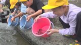 「元気に育ってほしい」小学生がアユ4400匹を放流 初めて生きた魚に触る児童も 山梨|TBS NEWS DIG