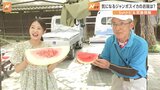スイカにも暑すぎた今年の夏? 「ジャンボスイカコンテスト」優勝は50キロ超え 埼玉・桶川市【SUNトピ】|TBS NEWS DIG