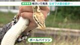「同時に3匹はありえない」“爬虫類ハンター”も首ひねる　体長1ｍヘビ「ボールパイソン」松並木で相次ぎ発見のナゼー静岡・焼津市|TBS NEWS DIG