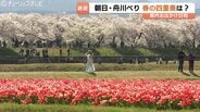 “春の四重奏” 雪の北アルプス背景に桜並木、菜の花、そしてチューリップ　舟川べり彩る絶景　富山・朝日町　|　富山のニュース｜天気・防災｜チューリップテレビ