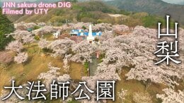 大法師公園 山梨県富士川町 【JNN sakuraドローンDIG】|TBS NEWS DIG