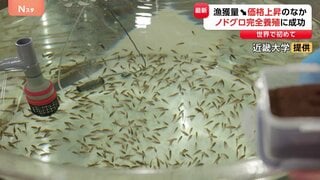 世界初！ノドグロの完全養殖に成功 近畿大学　海水温上昇で漁獲減り価格上昇のなか　3年後めどに飲食店に出荷計画| TBS CROSS DIG with Bloomberg