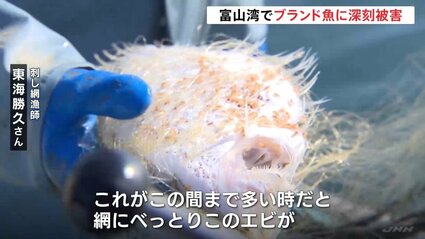 ブランド魚に深刻な被害 能登半島地震あとに富山湾で小エビ異常発生