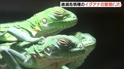 緑も鮮やかで、とてもかわいらしい」国内初！絶滅危惧種イグアナの繁殖