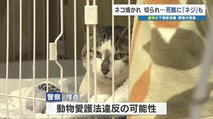 ネコ焼かれ切られ、火葬すると出てきた『ネジ』… 複数匹が虐待か