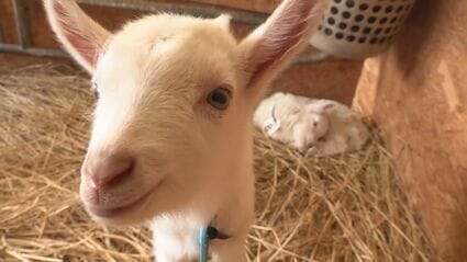 ヤギ牧場でベビーラッシュ 3月に入って26匹が誕生 長野県上田市 | TBS