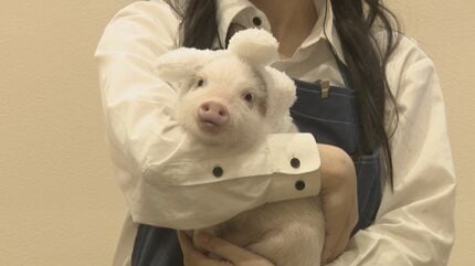 トンでもない” 可愛さ！「ブタカフェ」が北陸に誕生 ブタ大好き