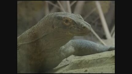 世界最大のトカゲ「コモドドラゴン」がやってくる！ 展示が実現すれば