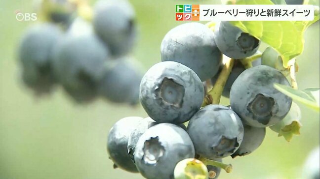「ブルーベリー狩り」始まる　食べ放題15種類…その場で食べ比べも　大分・九重町　|　大分のニュース｜OBS NEWS｜大分放送