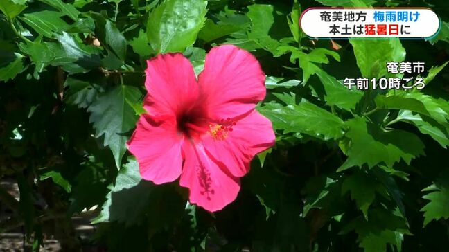 奄美地方が梅雨明け　総雨量は平年の半分「水不足心配」　県本土は35度超で初の猛暑日|TBS NEWS DIG