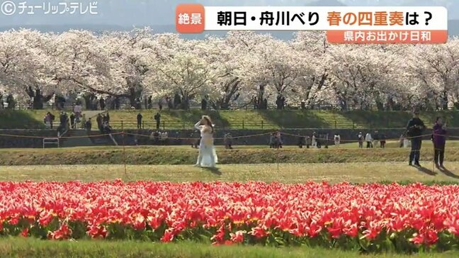 “春の四重奏” 雪の北アルプス背景に桜並木、菜の花、そしてチューリップ 舟川べり彩る絶景 富山・朝日町|TBS NEWS DIG