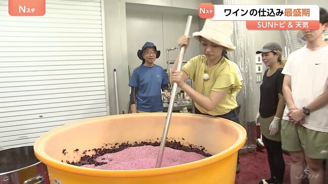 「おいしいワインができると思います」ワインの仕込み最盛期 今年は雨が少なくしっかり熟したブドウに【SUNトピ】|TBS NEWS DIG
