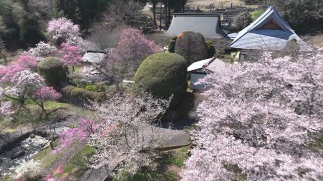 別名・花の寺　ソメイヨシノなど見ごろ迎える　境内にはスイセンやシバザクラも　山梨 北杜市・龍岸寺|TBS NEWS DIG
