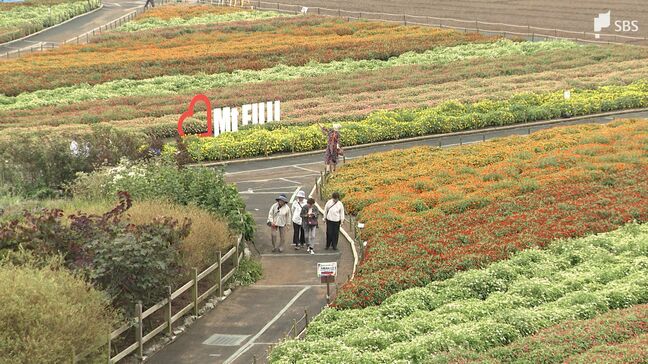 「すごくすてき」8万株の色とりどりの花々、富士山の麓に咲き誇る「虹の花まつり」開催＝山梨・富士本栖湖リゾート|TBS NEWS DIG