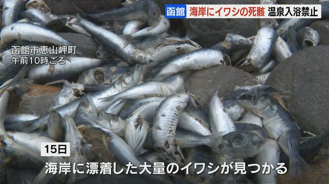 北海道函館市の海岸に大量のイワシの死骸が漂着　海岸沿いの露天風呂が当面の間、入浴禁止に|TBS NEWS DIG