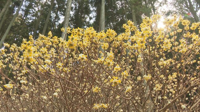 ミツマタの花が見ごろ　地元保存会が毎年植樹　大分・国東市|TBS NEWS DIG