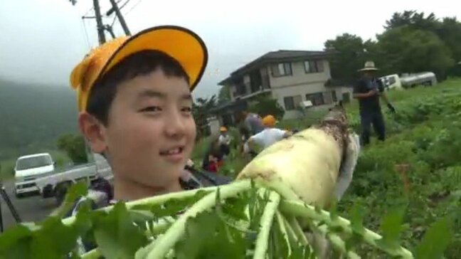 40センチほどに育った四国カルストの大根 地元の児童が収穫 愛媛・西予市|TBS NEWS DIG