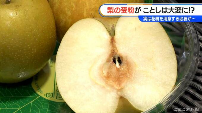 ことし“梨”が食べられなくなってしまうかも！？ 「花粉の輸入禁止」で受粉作業に影響大　どうする？【大石が聞く】|TBS NEWS DIG