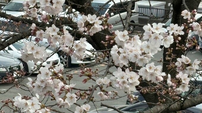 「TUYさくら情報」続々と花開く桜！わずか3日でこんなにも！ 霞城公園では4月1日に開花か（山形）　|　山形のニュース│TUYテレビユー山形