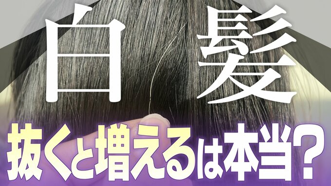 一度｢白髪｣になった毛は｢黒髪｣に戻る？白髪を抜くと増えるは本当？なぜ白髪は太く見えるの？美容院でのヘアカラーとセルフは何が違う？身近な疑問を徹底調査|TBS NEWS DIG