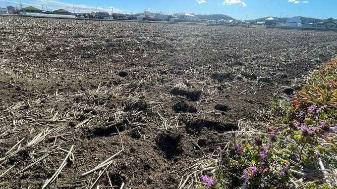 栃木・那珂川町で犬10匹ぐらいの群れ目撃　野犬か　見かけても近づかないよう警察が注意喚起|TBS NEWS DIG
