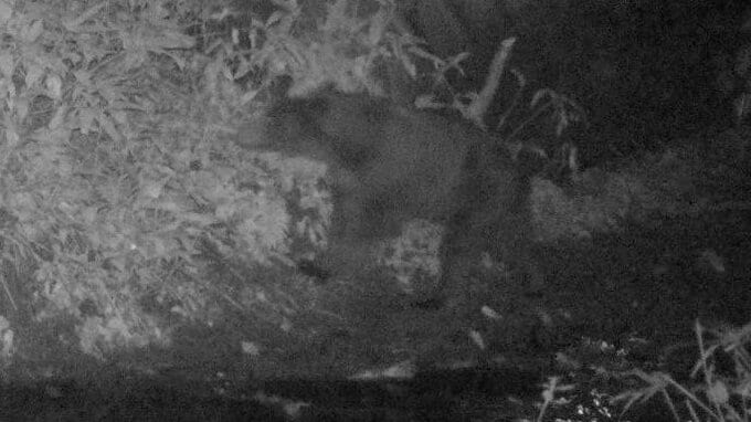 【ヒグマSOS】札幌市豊平区羊ケ丘  クマの姿カメラが捉える   近くには足跡や倒木掘り返した痕跡も  札幌市が注意呼びかけ|TBS NEWS DIG
