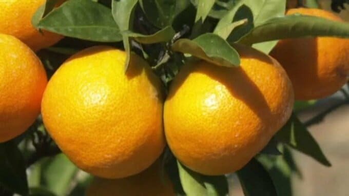 かんきつ生産量 2年ぶりに愛媛県が全国１位を奪還 ２位は和歌山県|TBS NEWS DIG
