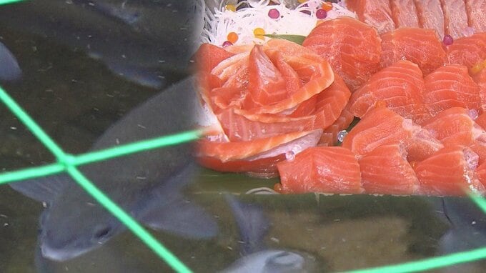 「全力尽くして美味しい魚を…」漁協が“不漁”をきっかけに挑戦する“ブランドサーモン”の養殖　この秋出荷を目指して…　これまでに3万個近い卵をふ化　新たな収入源となることに期待　|　青森のニュース│ATV NEWS│青森テレビ