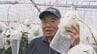1本の木にマンゴー1223個！前人未到の実りに歓喜　今帰仁村　|　沖縄のニュース｜RBC 琉球放送