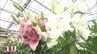 気品あふれる「オリエンタルユリ」花が咲いたら“花粉”に注意！【市場で旬みっけ！最終回】　|　福島のニュース│TUF
