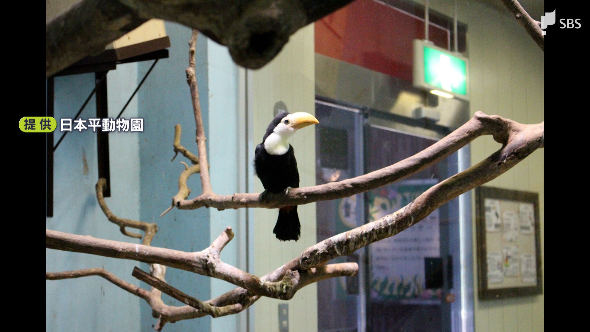 特徴のくちばし まだ小さく黄色ですが…オニオオハシの繁殖に成功＝静岡