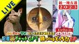 【LIVE】統一地方選挙2023 「開票速報特番」大阪府知事・市長ダブル選の結果は？よんチャンTV「記者VSチャットGPT」勝つのはどっち？！おおさかダブルならとくしまっせーＳＰ |TBS NEWS DIG