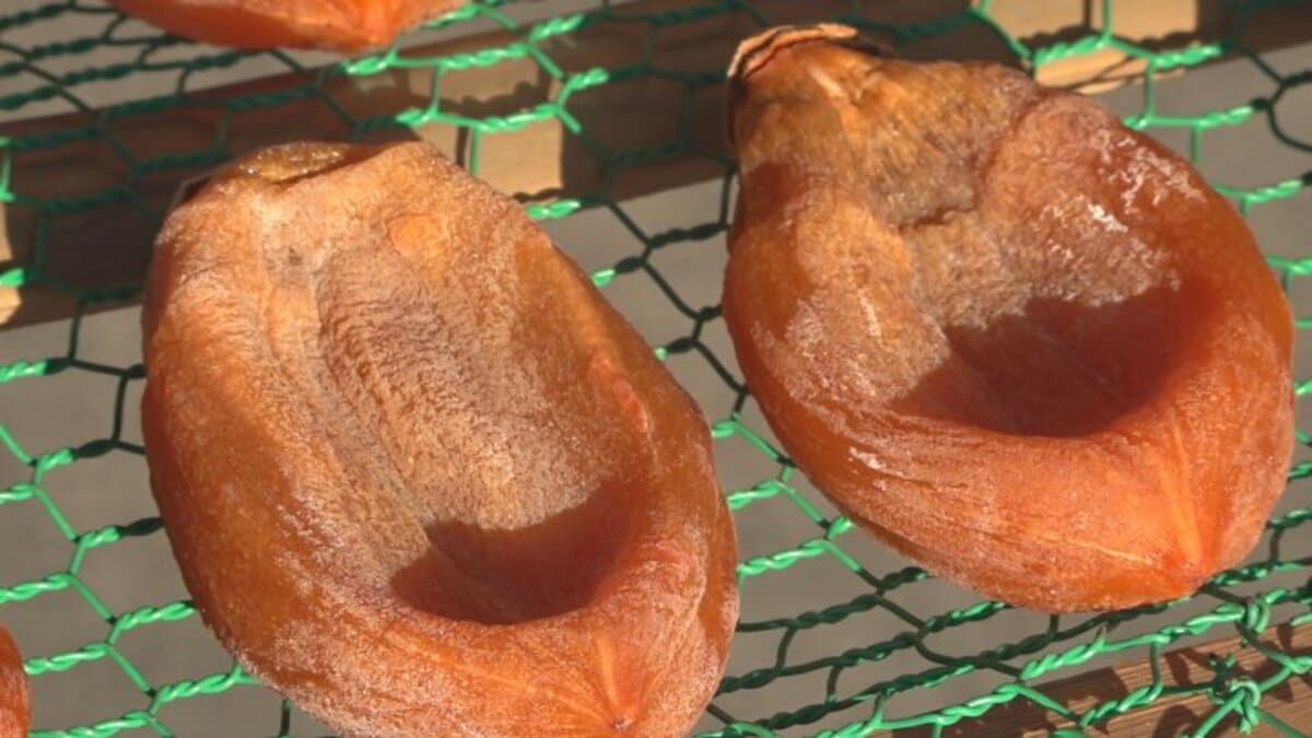 天候に恵まれ糖度が高い出来栄え 冬の特産 甲州百目の高級ころ柿 出荷