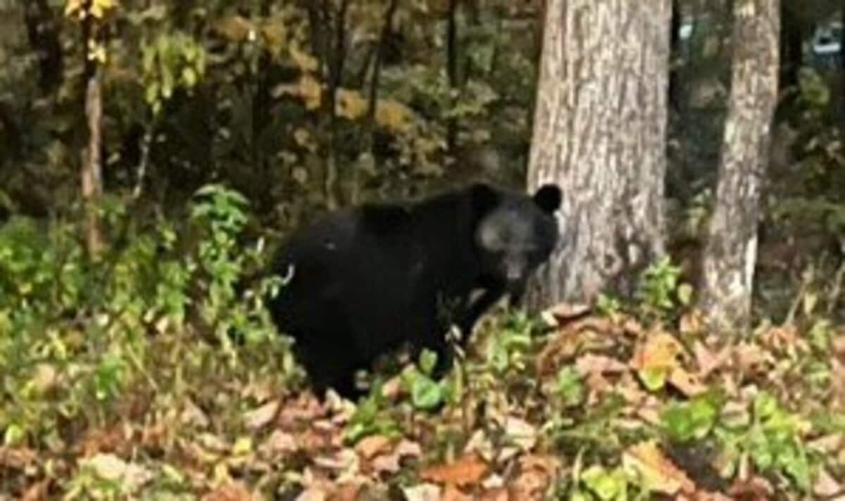 クマの目撃が相次ぐ大町市 体長1メートルほどのクマ1頭を捕獲 麻酔の