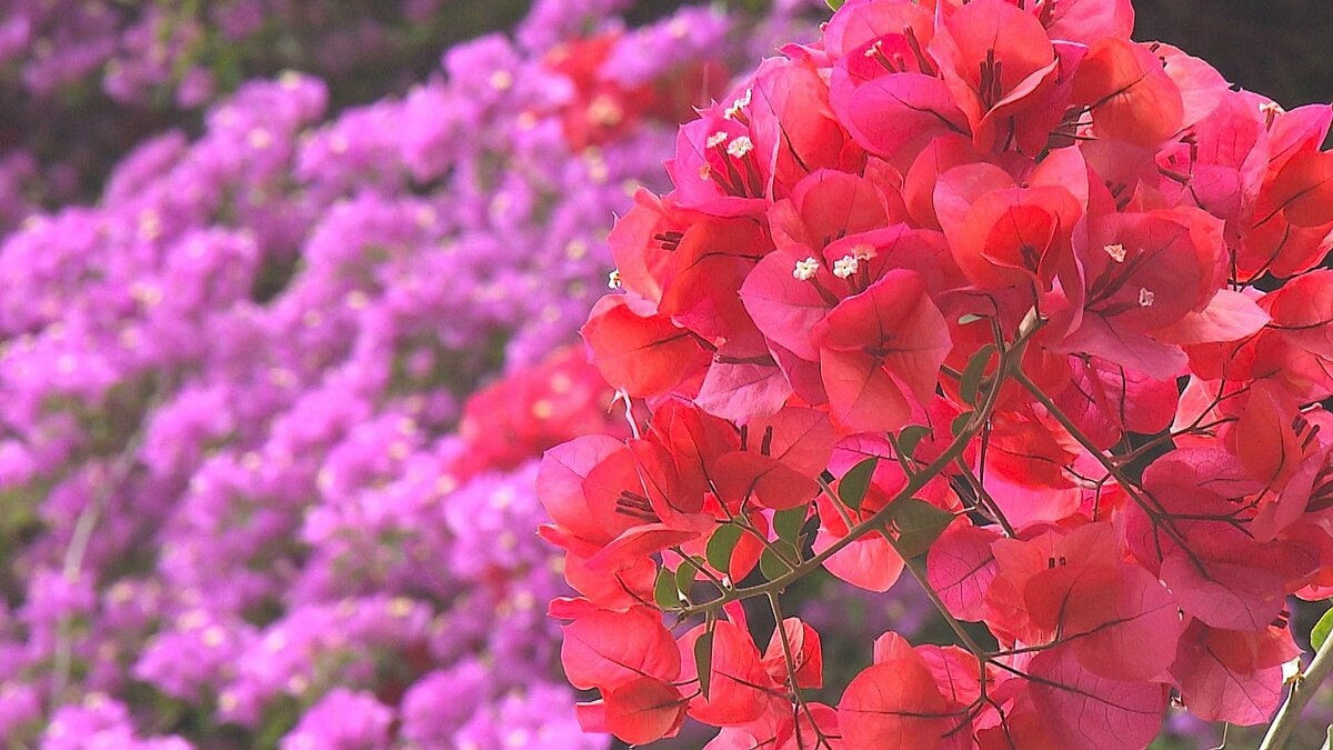 赤・紫・黄色の鮮やかな花が咲く 南国の花ブーゲンビリアが街を彩る