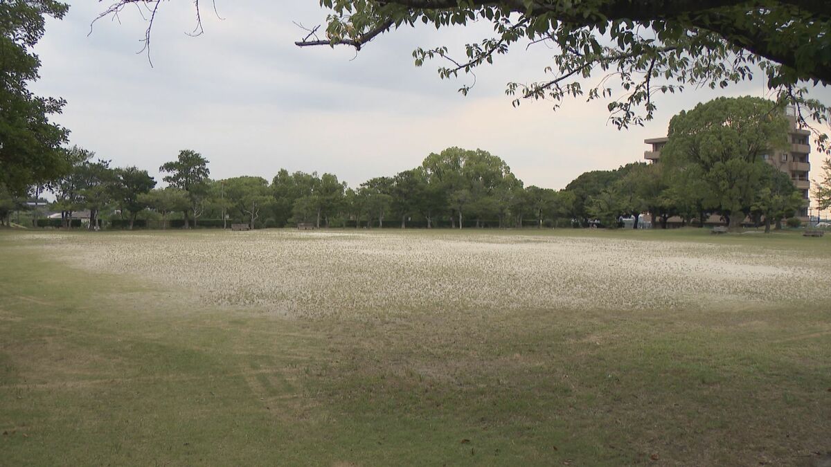 高さ2.5ｍの脚立から転落か 夏祭りの撤収作業で84歳男性死亡 愛知・豊田市