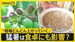果物・野菜・コメに異変…列島襲う連日の“猛暑”は食卓にも影響？都内では熱中症疑いで100人搬送【news23】|TBS NEWS DIG