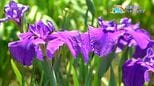 姶良市の「ハナショウブ」3000株が見ごろ 奄美からの見物客も「バリエーション多くびっくり」【亀ちゃんのかごしま撮った!】|TBS NEWS DIG