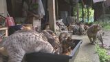 猫60匹まで繁殖…置き去りにして引っ越し 飼い主「仕方がなかった」 痩せ細り、けがだらけ…多頭飼育崩壊の実態 | OBSニュース