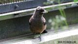 ルリカケスのヒナ死ぬ　生後約2か月　鹿児島・平川動物公園|TBS NEWS DIG