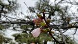 松山のサクラ“開花”まで「もう少し」 道後公園の標本木“咲きかけ”のつぼみを1輪確認 | 愛媛のニュース - Nスタえひめ|あいテレビは6チャンネル