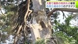 戦国武将・石田三成ゆかりの「アカマツ」が“豪雪”で折れる　樹齢400年超　幹に痛々しく残った枝が折れた『痕』　町は「生き残った部分を保護していければ」折れた枝を伐採|TBS NEWS DIG