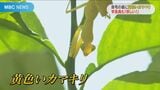 幸せを呼ぶ?黄色いカマキリ 専門家「珍しい」なぜ黄色? 鹿児島 | 鹿児島のニュース|MBC NEWS|南日本放送