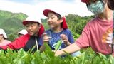 甘さ引き立てる手揉みにも挑戦「飲んだ後にポン酢につけて食べたい」長野県内有数のお茶所 天龍村の小中学生が新茶の摘み取りを体験 | SBC NEWS | 長野のニュース | SBC信越放送