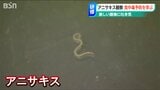 「なかなか死滅しない…」食中毒の原因のひとつ『アニサキス』十分な加熱・冷凍などで予防を|TBS NEWS DIG